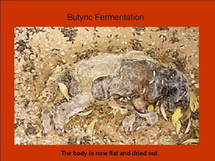 Butyric Fermentation The body is now flat and dried out 