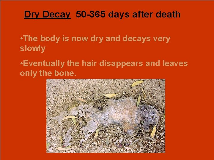 Dry Decay 50 -365 days after death • The body is now dry and