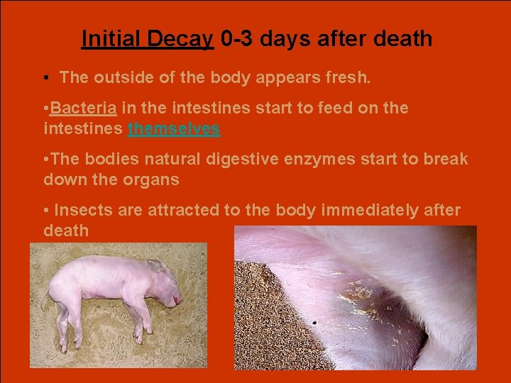 Initial Decay 0 -3 days after death • The outside of the body appears