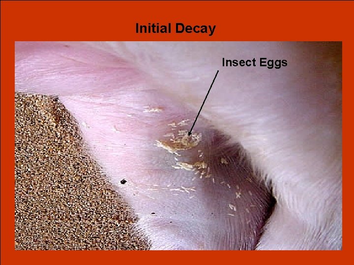 Initial Decay Insect Eggs 