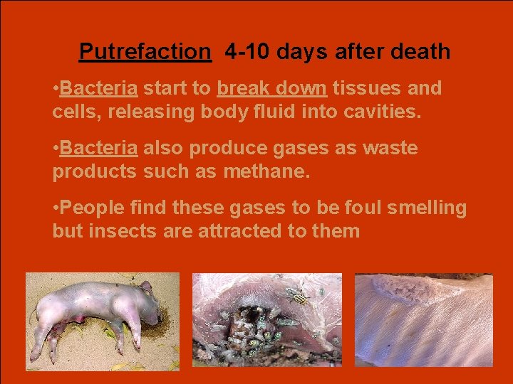 Putrefaction 4 -10 days after death • Bacteria start to break down tissues and