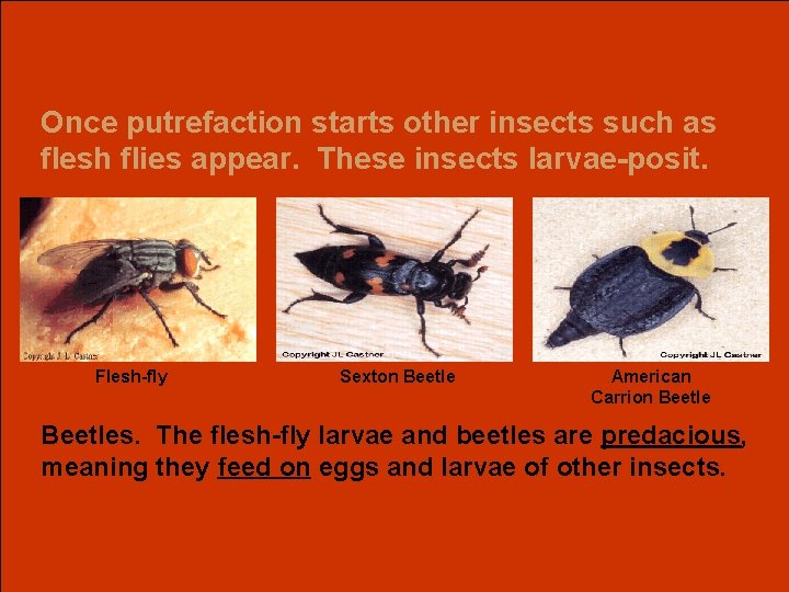 Once putrefaction starts other insects such as flesh flies appear. These insects larvae-posit. Flesh-fly