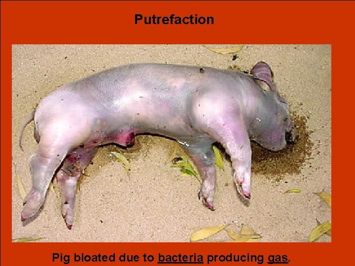 Putrefaction Pig bloated due to bacteria producing gas. 