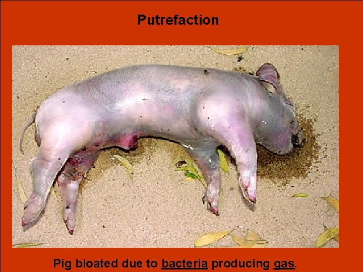 Putrefaction Pig bloated due to bacteria producing gas. 