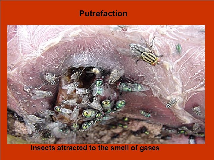 Putrefaction Insects attracted to the smell of gases 