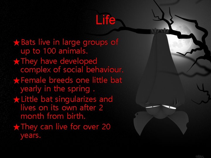 Life ★Bats live in large groups of up to 100 animals. ★They have developed