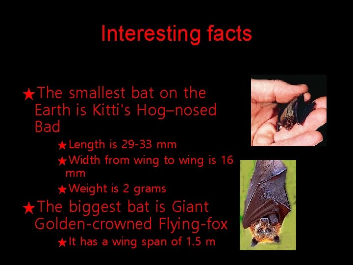 Interesting facts ★The smallest bat on the Earth is Kitti's Hog–nosed Bad ★Length is