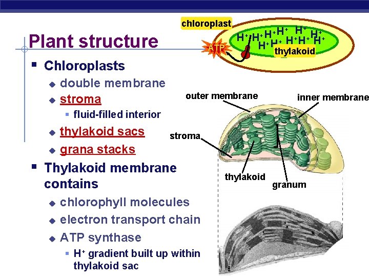 chloroplast Plant structure H+ ATP + + H+ H H+ + H H +
