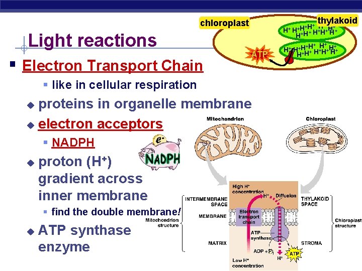 thylakoid chloroplast Light reactions § Electron Transport Chain § like in cellular respiration proteins