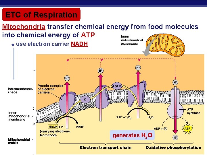 ETC of Respiration Mitochondria transfer chemical energy from food molecules into chemical energy of