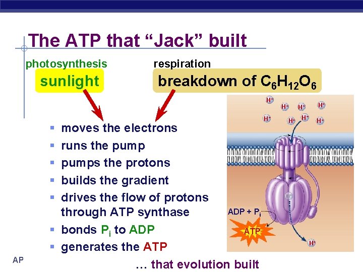 The ATP that “Jack” built photosynthesis sunlight respiration breakdown of C 6 H 12