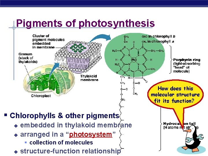 Pigments of photosynthesis How does this molecular structure fit its function? § Chlorophylls &