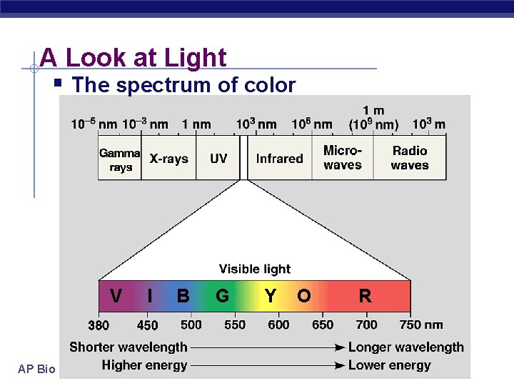 A Look at Light § The spectrum of color V AP Biology I B