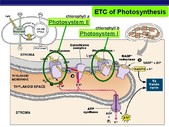 chlorophyll a ETC of Photosynthesis Photosystem II chlorophyll b Photosystem I AP Biology 