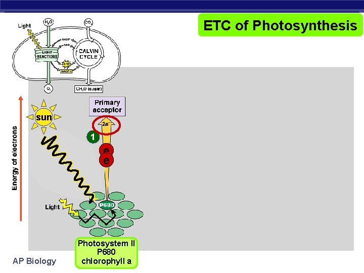 ETC of Photosynthesis sun 1 e e AP Biology Photosystem II P 680 chlorophyll