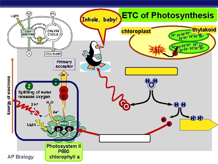 Inhale, baby! ETC of Photosynthesis thylakoid chloroplast + +H+ H H+ + H+ H+H