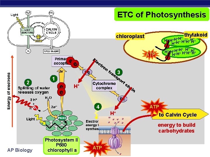 ETC of Photosynthesis thylakoid chloroplast H+ + +H+ H H+ + H H+ H+