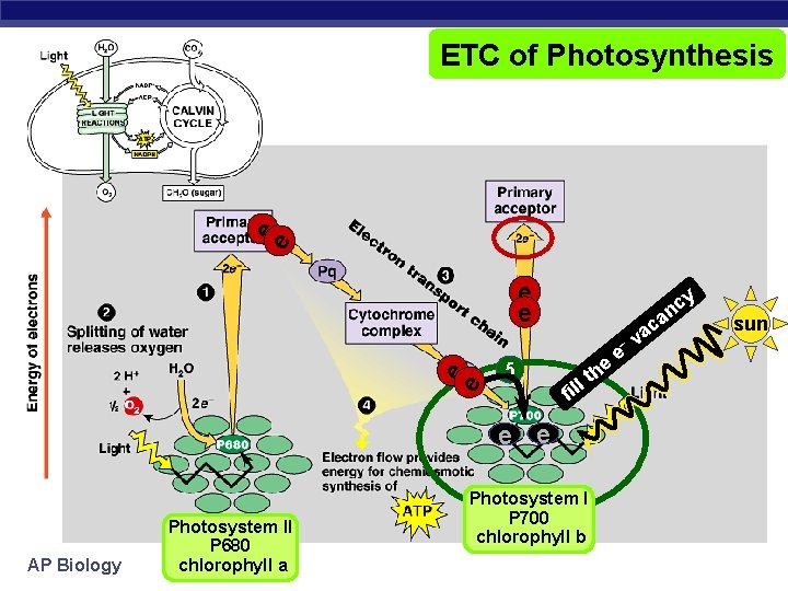 e e ETC of Photosynthesis e e y c an e e – 5