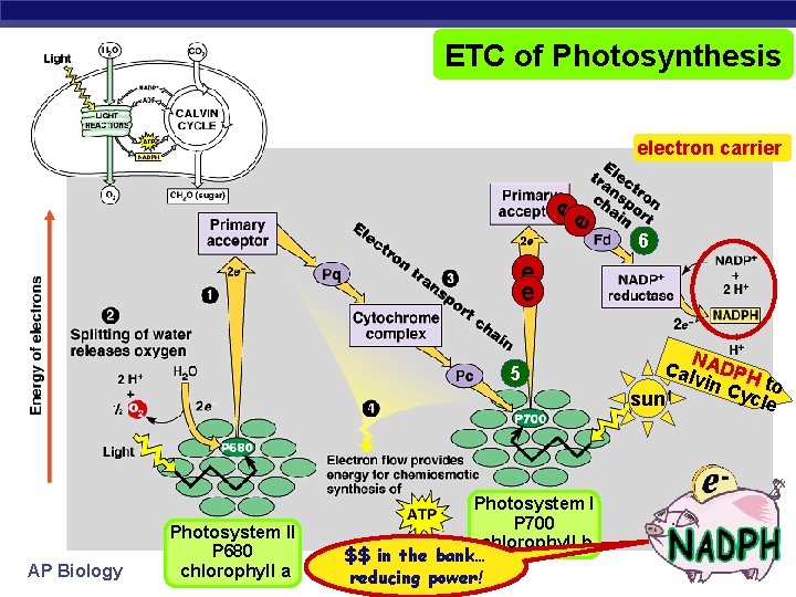 ETC of Photosynthesis e e electron carrier 6 e e 5 AP Biology Photosystem