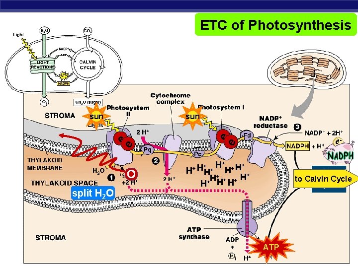 ETC of Photosynthesis e e sun O split H 2 O H+ + H+
