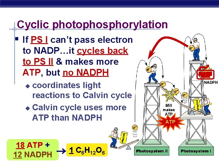 Cyclic photophosphorylation § If PS I can’t pass electron to NADP…it cycles back to