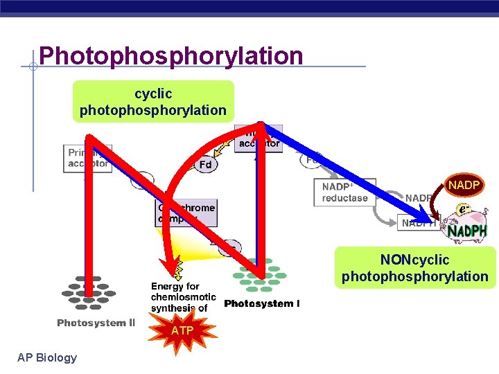 Photophosphorylation cyclic photophosphorylation NADP NONcyclic photophosphorylation ATP AP Biology 