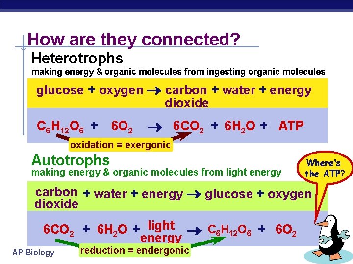 How are they connected? Heterotrophs making energy & organic molecules from ingesting organic molecules