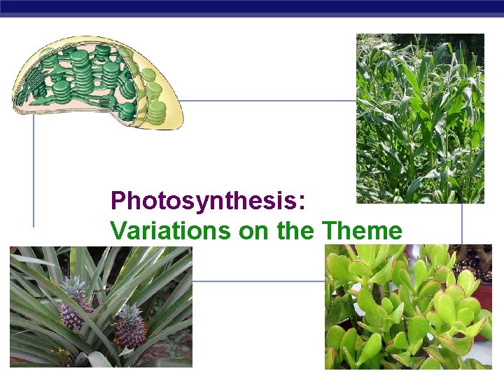 Photosynthesis: Variations on the Theme AP Biology 2007 -2008 