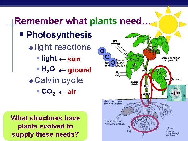 Remember what plants need… § Photosynthesis u light reactions § light sun § H