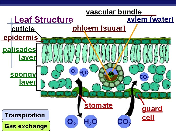 vascular bundle xylem (water) Leaf Structure phloem (sugar) cuticle epidermis palisades layer spongy layer