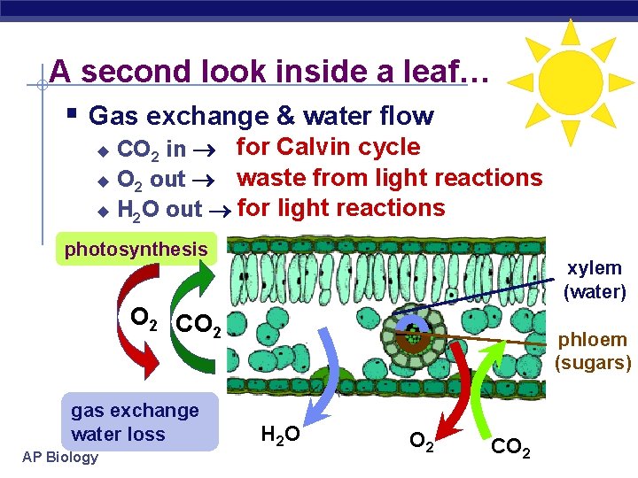 A second look inside a leaf… § Gas exchange & water flow CO 2