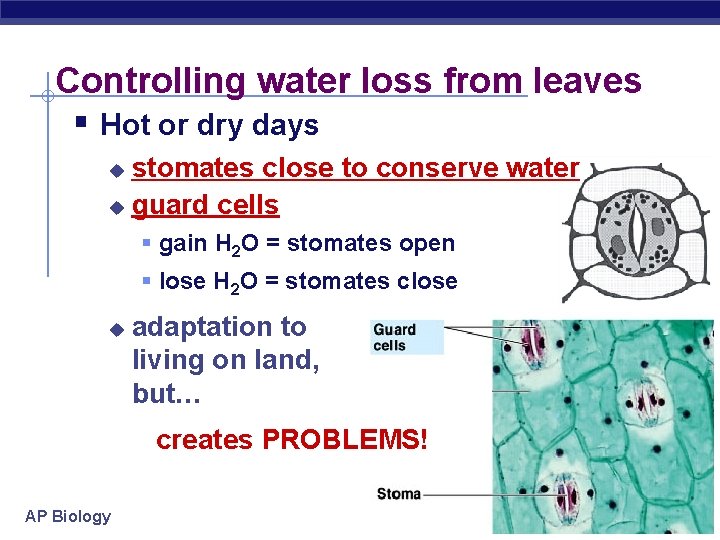 Controlling water loss from leaves § Hot or dry days stomates close to conserve