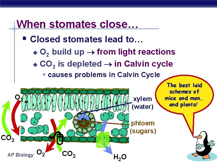 When stomates close… § Closed stomates lead to… O 2 build up from light