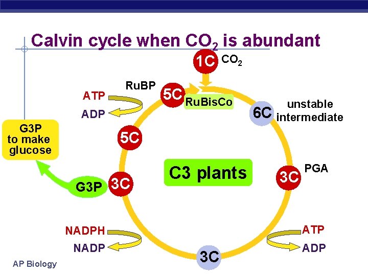 Calvin cycle when CO 2 is abundant 1 C ATP Ru. BP ADP G