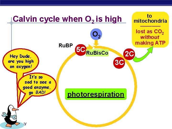 Calvin cycle when O 2 is high O 2 Ru. BP Hey Dude, are