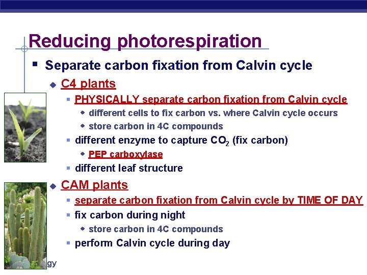 Reducing photorespiration § Separate carbon fixation from Calvin cycle u C 4 plants §