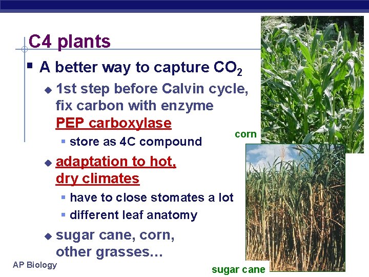 C 4 plants § A better way to capture CO 2 u 1 st