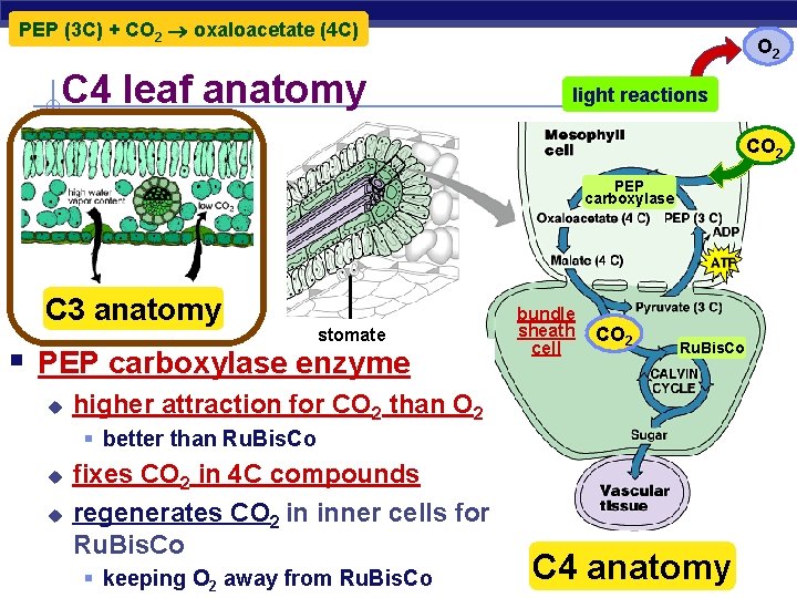 PEP (3 C) + CO 2 oxaloacetate (4 C) C 4 leaf anatomy O