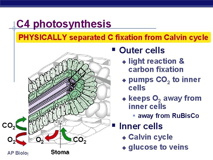 C 4 photosynthesis PHYSICALLY separated C fixation from Calvin cycle § Outer cells light