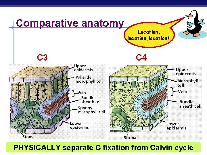 Comparative anatomy C 3 Location, location! C 4 PHYSICALLY separate C fixation from Calvin