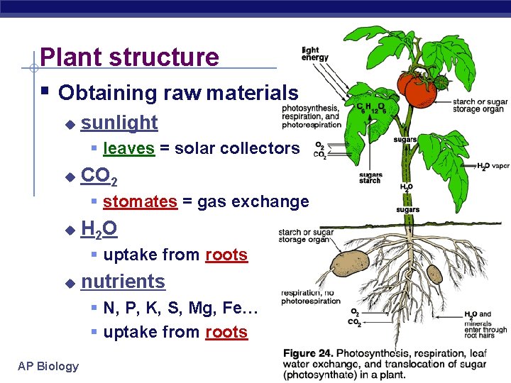 Plant structure § Obtaining raw materials u sunlight § leaves = solar collectors u