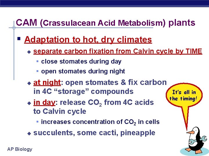 CAM (Crassulacean Acid Metabolism) plants § Adaptation to hot, dry climates u separate carbon