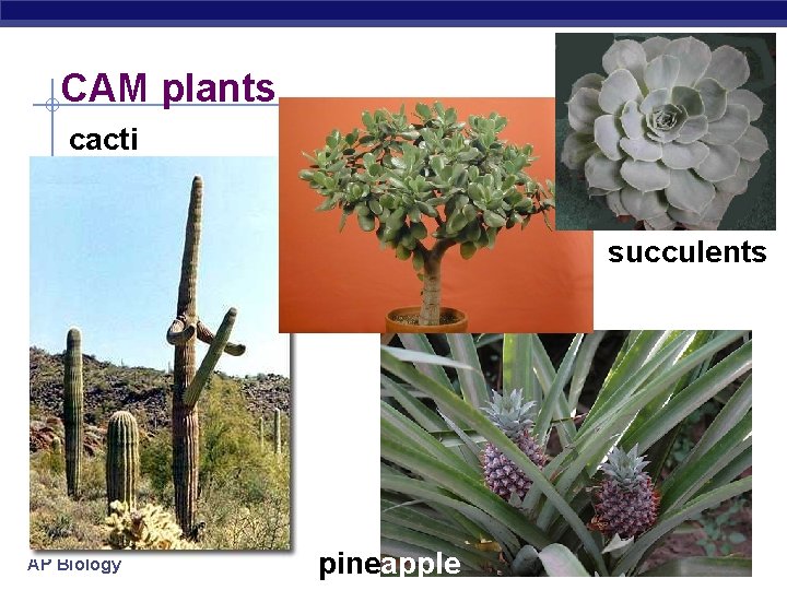 CAM plants cacti succulents AP Biology pineapple 