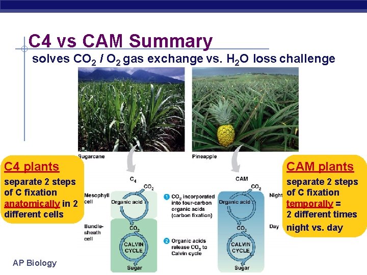 C 4 vs CAM Summary solves CO 2 / O 2 gas exchange vs.