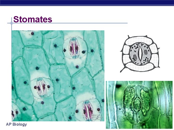 Stomates AP Biology 