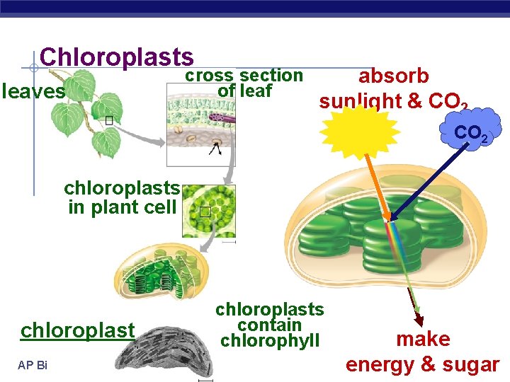Chloroplasts leaves cross section of leaf absorb sunlight & CO 2 chloroplasts in plant