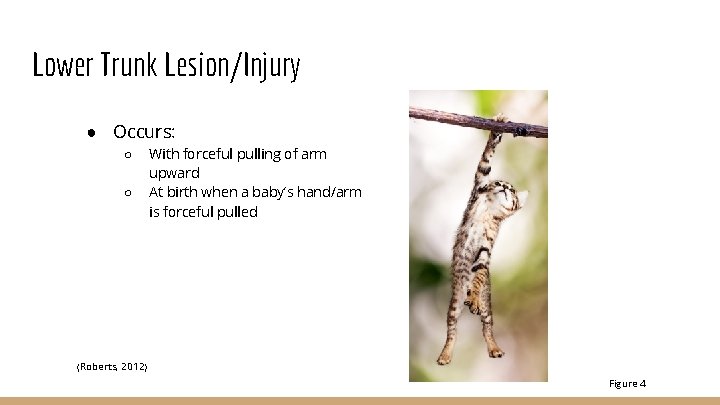 Lower Trunk Lesion/Injury ● Occurs: ○ ○ With forceful pulling of arm upward At