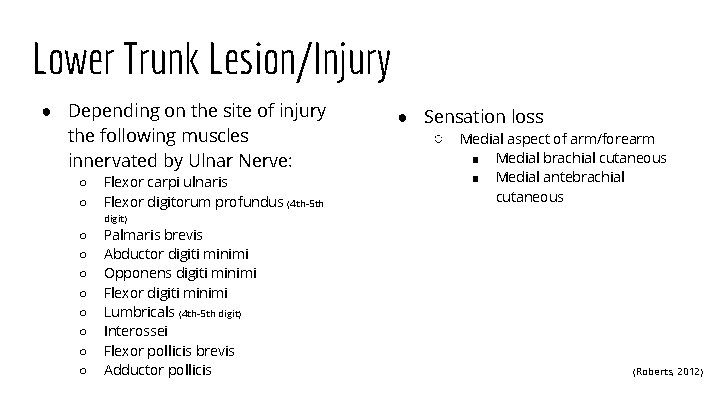 Lower Trunk Lesion/Injury ● Depending on the site of injury the following muscles innervated