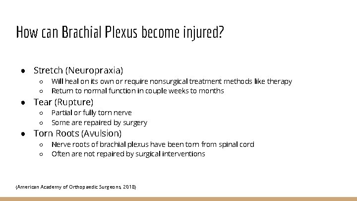 How can Brachial Plexus become injured? ● Stretch (Neuropraxia) ○ ○ Will heal on