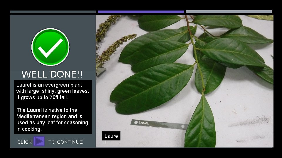 WELL DONE!! Laurel is an evergreen plant with large, shiny, green leaves. It grows